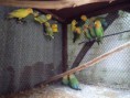 /album/fotogaleria/a734313-predam-agapornisi-1-jpg/