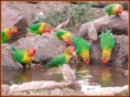 /album/fotogaleria/a28339127-fischerslovebirdndutu221103-jpg/